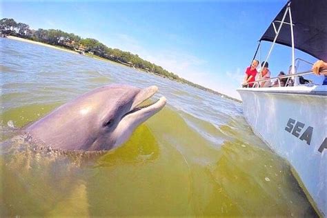 Hilton head dolphin tours. 90 Minute Hilton Head Dolphin Tour. 127. from $47.70. Hilton Head Island, South Carolina. 2-Hour Private Hilton Head Sunset Cruise. 222. from $399.00. Per group. Likely to Sell Out. 