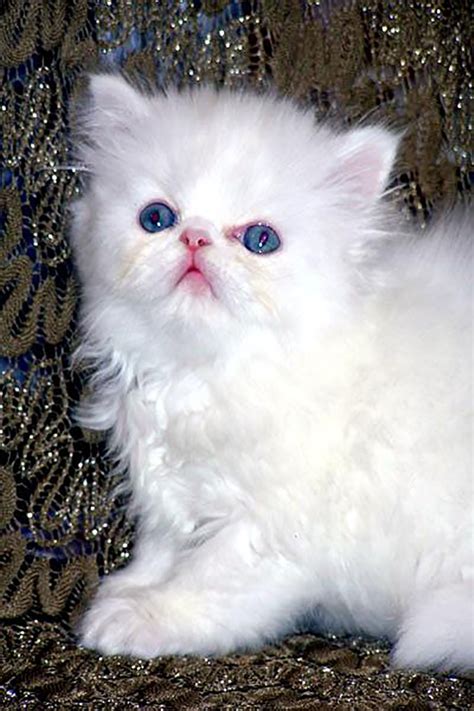 Himalayan Kittens for sale Himalayan cat for sale - ZENA CAT breeders