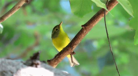 Himalayan bird ‘green-crowned warbler’ sighted in Kutch