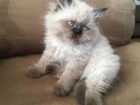  Search for a Himalayan kitten or cat. Use the search tool below to browse adoptable Himalayan kittens and adults Himalayan in Dayton, Ohio. Location. Sex Any. Age Any. Search. 