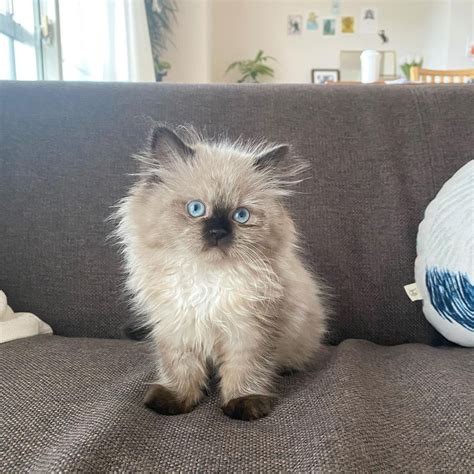 Himalayan kittens for sale craigslist. Nanaimo. 2 months ago. Very sweet kittens looking for their forever homes. Message me for details at 250 681 1234. 🐱 Find cats and kittens locally for sale or adoption in Nanaimo: get a ragdoll, Bengal, Siamese and more on Kijiji, Canada's #1 Local Classifieds. 