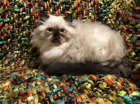 We offer 0 Himalayan Kittens for sale in Illinois. These Himalayan Kittens for sale located in Illinois are near these cities: . KITTENS. Kittens for Sale; ... Your go-to destination for finding and connecting with trustworthy breeders offering pedigreed cats and kittens for sale. Explore our extensive listings to discover the ideal feline .... 