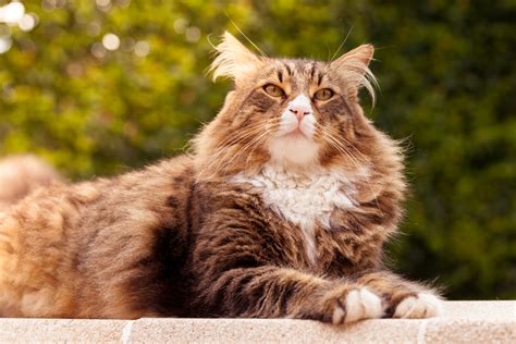 Maine Coon cats are obligate carnivores. Feed them high-quality food that has a high protein content of 50% or more, 2-4 times a day. Groom Maine Coons 2-3 times a week to avoid fur matting. Play with your Maine Coon for 30 minutes a day, to prevent obesity. Spend ample time with around your cat. Give a Maine Coon safe access to the outside world.. 