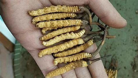 Himalayan viagra. To locals, the hunt is well worth it. Just one kilogram of yarsagumba can fetch up to US$100,000. In rural Nepal, where jobs are limited, the majority of families living at high .... 
