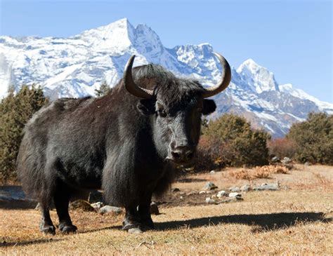 Himalayan yak. Things To Know About Himalayan yak. 