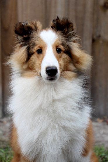 The award honors those breeders , who have dedicated their lives to improving the health, temperament and quality of purebred dogs. Himark bred the largest number of obedience champions in the country. We have been breeding AKC sheltie puppies for 40 yrs. . 