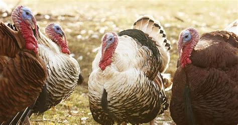 codini.rgarabwor.edu.pl. 