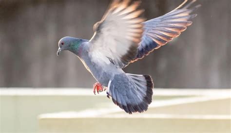Hindistan, ‘Çin casusu’ olmakla suçladığı güvercini sekiz ay sonra doğaya saldı