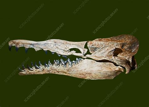 Hindlimb bones. .  4.  Sep 18, 2021 · Media in category "Basilosaurus ...