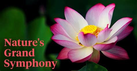 Hinduism flower. .  <a href=http://germex.ru/e2tk/waspada-campak-saat-leba...