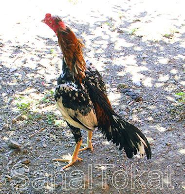 Hint Horozu: Badem Blogger.