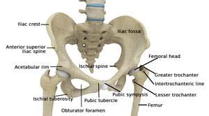 Hip Pain Treatment Houston, TX Hip Dysplasia