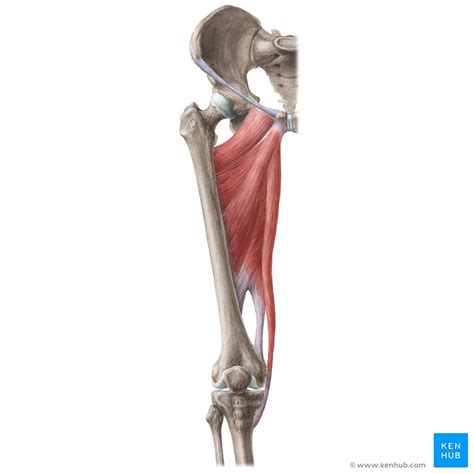 Hip adductors: Anatomy, innervation, supply, function Kenhub