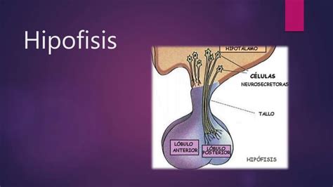 Hipofisis 2.ppt