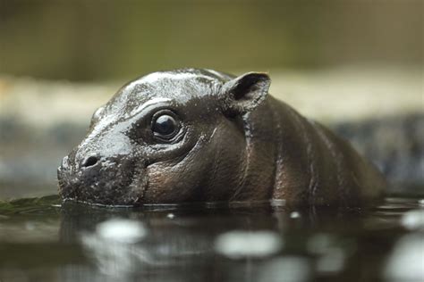 Hippo children. A hippo has attacked a 2-year-old boy in Uganda, swallowing half of his body before spitting him out, a statement from the Uganda Police Force said on Friday. The child was attacked on December 4 ... 
