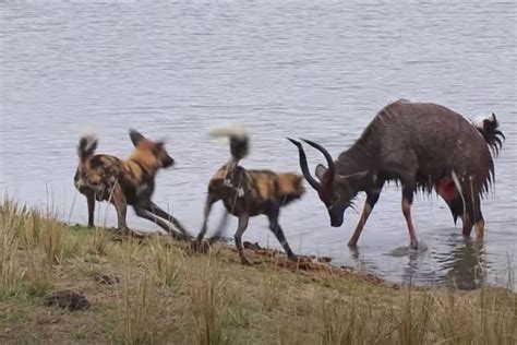 Hippo saves antelope from wild dogs animals wildlife ... - TikTok