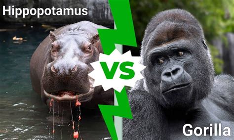 Hippo vs. Gorilla: Which Animal Would Win in a Fight?