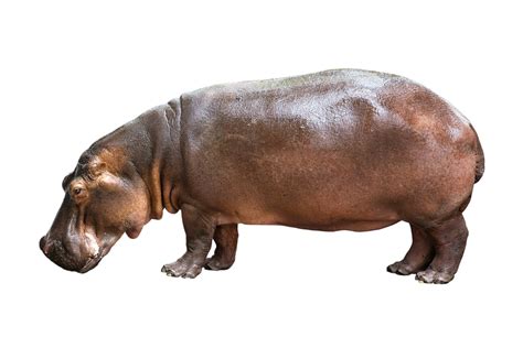 Hippos - definition of hippos by The Free Dictionary