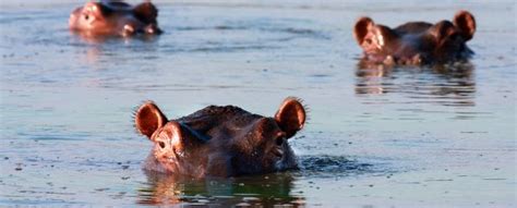 Hippos Poop So Much, Sometimes Their Waste Kills All …