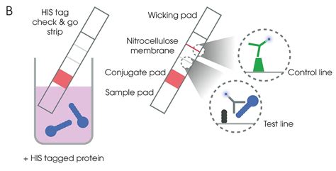 His-tag production and purification Abcam