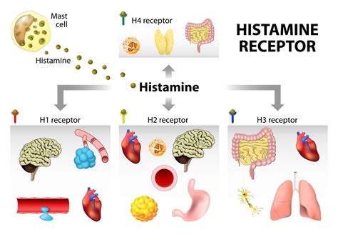 Histamin – Freisetzung, Funktion und Abbau im Körper