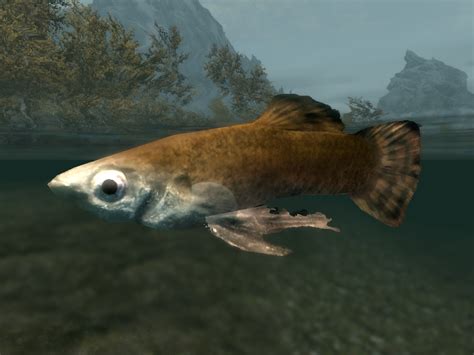 Histcarp + Silverside Perch + Salmon Roe is, IIRC, the 5th most valuable potion you can craft with Vanilla+DLC ingredients (i.e. excluding Creation Club, which aren't covered by Garralab) at Alchemy 15 with no perks, buffs, or skill increases, all of which may change it's position on a list by values.. The advantage of this recipe is that all 3 fish (6/ea) can be …