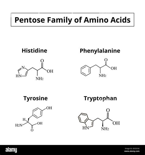 Histidine, lysine, phenylalanine, tyrosine, proline and ... - PubChem