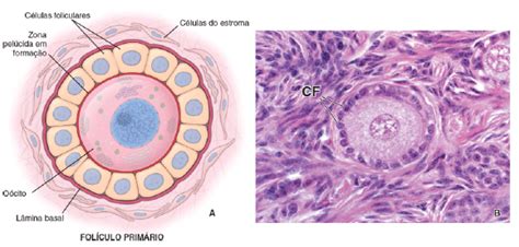 Histologia do Sistema Reprodutor Feminino: saiba tudo!