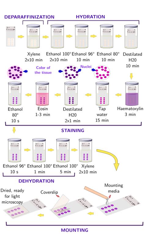 Histological techniques 5. Staining. General staining. Atlas of plant ...