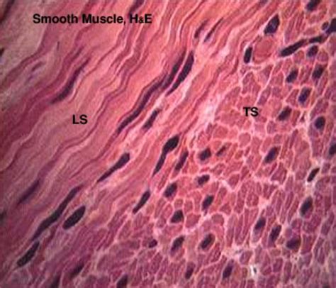 Histology - USMLE- Muscle Tissue - ProProfs Quiz