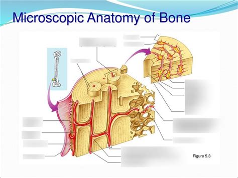 Histology Of Compact Bone Diagram Fruit Microscopic Structure Of
