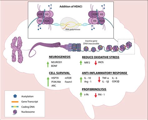 Histone deacetylase inhibitors as a novel therapeutic approach …