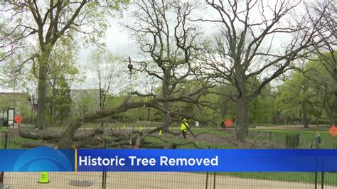 Historic tree removed from Lincoln Park Zoo