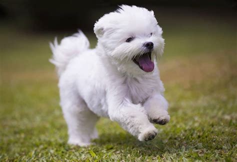 History: The Maltese is one of the oldest toy breeds, and historic records of the breed date all the way back to ancient Greece, Rome, and Egypt