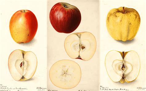 History Of Apple - REAL FRUIT POWER