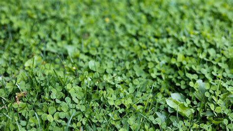 History Of Clover Plants: Significance Of Clover Throughout History