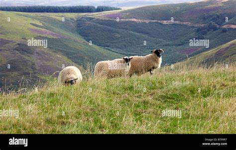 History and traditions of sheep-farming in the Scottish border hills ...