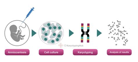 History of karyotyping.  Ibraimov.  Karyotyping is the process of pairin...