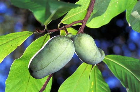 28 de jan. de 2023 ... The fruit of the pawpaw was consumed by both Native Americans and early European settlers. At least two U.S. presidents enjoyed pawpaw fruit as ...