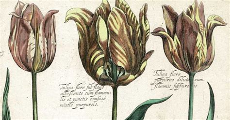 History of the Tulip: From Turkish Love Affair to Dutch Tulipmania ...