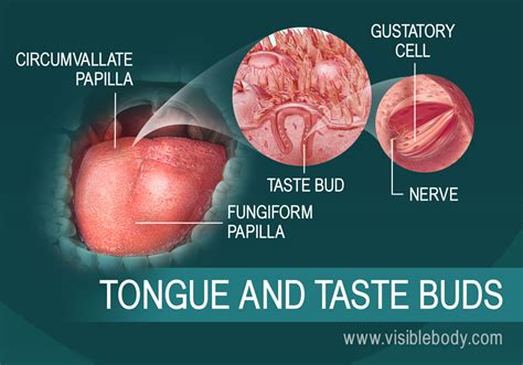 Hit my taste buds : r/EnglishLearning - Reddit