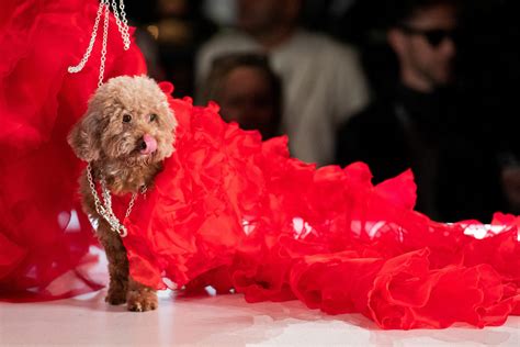 Hit the runway with your fur baby during dog fashion week at SLS South Beach
