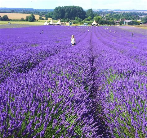 Hitchin Lavender - All You Need to Know BEFORE You …