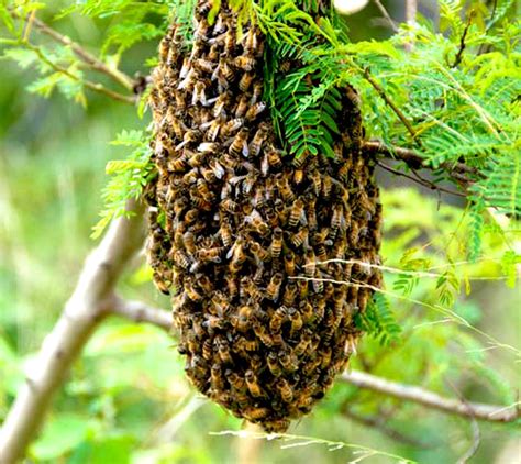 Hive and colony. Things To Know About Hive and colony. 