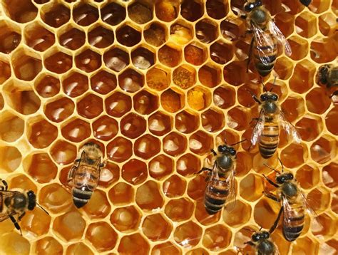 Hive and honey. As⁢ we part ways at the end of this “Complete Guide ⁢to Beekeeping: From Hive to Honey”, may your journey abound with soft hums, bountiful‍ honey, and perhaps a sting or two – just enough to keep the adventure real. After‍ all, in the ‍words‌ of⁢ the ancient philosopher, “Honey is sweet, but the bee stings.”. Happy ... 