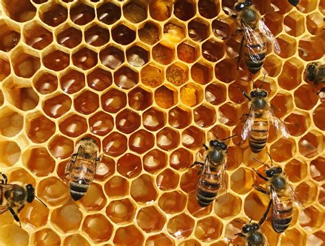Hives honey. Honeybees Suffer Unnecessarily in Human-Made Hives, Study Finds : ScienceAlert. Nature 27 November 2023. By Derek Mitchell, The Conversation. … 