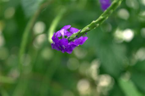 Hiwalanityata Leaked XxX 140 Vids