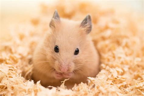 Can hamster go through the world's largest maze with obstacles?