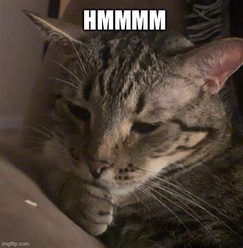 Hmm... Imgflip
