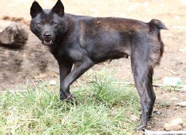 Hmong bobtail. Le Hmong Bobtail Dog est un chien de taille moyenne à grande, affichant une musculature bien développée et une silhouette élégante. Son pelage dense et lisse, souvent dans des tons de noir, de blanc, de brun ou de gris, offre une protection contre les conditions météorologiques extrêmes des régions montagneuses où la race a évolué. 